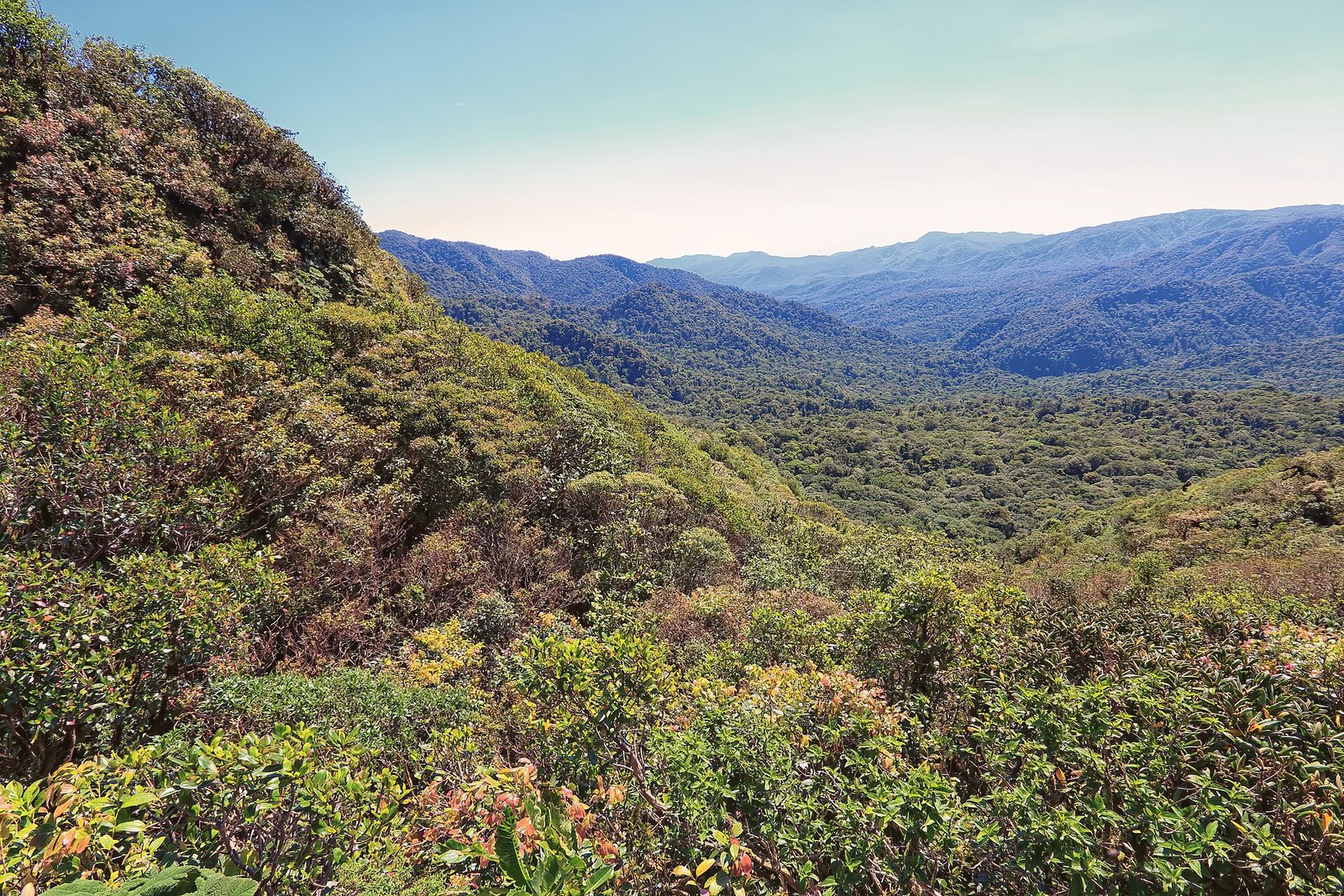 Paisaje de naturaleza de Costa Rica entre la niebla